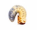 Larval grub worm form of smooth ox beetle - Strategus aloeus - rhinoceros beetle in United States. isolated on white background