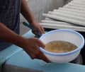 Larval shrimp in plastic bowl. Aquaculture animals. Royalty Free Stock Photo