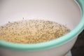 Larval shrimp in plastic bowl. Royalty Free Stock Photo