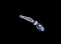 A larval squid at night in the gulfsteram. Royalty Free Stock Photo