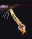 Larval stage of Anopheles Mosquito.