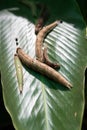 Catapillars on a leaf in Roatan