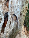 larval tunnels with brown pupae in different stages in the cambium of a dead cherry tree Royalty Free Stock Photo