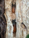 larval tunnels with brown pupae in different stages in the cambium of a dead cherry tree Royalty Free Stock Photo