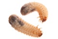 Larvas of cockchafer