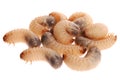 Larvas of cockchafer Royalty Free Stock Photo