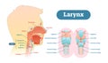 Larynx anatomical vector illustration diagram, educational medical scheme.