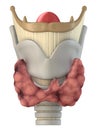 Larynx anatomy Royalty Free Stock Photo