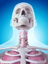 The larynx anatomy