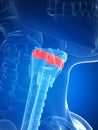 Larynx anatomy - thyrohyoid membrane Royalty Free Stock Photo