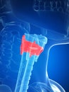 Larynx anatomy - thyroid cartilage Royalty Free Stock Photo