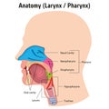 Larynx and internal pharynx anatomy human head, Legend Royalty Free Stock Photo