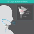 The Larynx. The mechanism for generating the human voice can be subdivided into 3 parts from air in lungs, passed the larynx