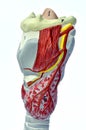 Larynx model