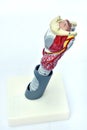 Larynx model