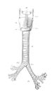 Larynx, respiratory throat and bronchial tubes in the old book the Human Anatomy Basics, by A. Pansha, 1887, St. Petersburg