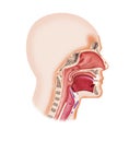 Larynx system Royalty Free Stock Photo