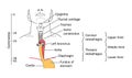 The larynx and trachea