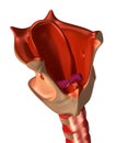 Larynx with trachea and vocal cords