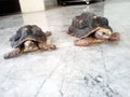 Las hermanas tortuga