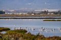 Las Salinas in Cabo de Gata Almeria. Flamingos lake in Spain Royalty Free Stock Photo