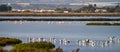 Las Salinas in Cabo de Gata Almeria. Flamingos lake in Spain Royalty Free Stock Photo