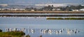 Las Salinas in Cabo de Gata Almeria. Flamingos lake in Spain Royalty Free Stock Photo