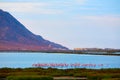 Las Salinas Cabo de Gata Almeria flamingos Spain Royalty Free Stock Photo