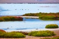 Las Salinas Cabo de Gata Almeria flamingos Spain Royalty Free Stock Photo