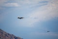 Air Force fighters from different national bases practicing landing and formation flying