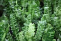 Lasagna Ferns Royalty Free Stock Photo