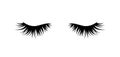 Lashes. Beautiful hand drawn female lashes. Vector
