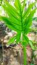 Lasia spinosa leaf bright colour