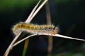 Lasiocampa trifolii grass eggar fuzzy tiger colored caterpillar crawling on gray grass close up macro detail Royalty Free Stock Photo