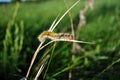 Lasiocampa trifolii grass eggar fuzzy tiger colored caterpillar crawling on gray grass, soft blurry green grass Royalty Free Stock Photo