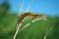 Lasiocampa trifolii grass eggar fuzzy tiger colored caterpillar crawling on gray grass with two black ants on it`s tail Royalty Free Stock Photo