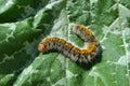 Lasiocampa trifolii grass eggar fuzzy tiger colored caterpillar crawling on spotted green leaf close up macro detail