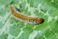 Lasiocampidae caterpillar crawling on green leaf blurry background Royalty Free Stock Photo