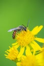 lasioglossum calceatum, a Palearctic species of sweat bee, pollinating Royalty Free Stock Photo