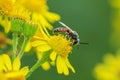 lasioglossum calceatum, a Palearctic species of sweat bee, pollinating Royalty Free Stock Photo