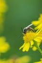 lasioglossum calceatum, a Palearctic species of sweat bee, pollinating Royalty Free Stock Photo