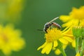 lasioglossum calceatum, a Palearctic species of sweat bee, pollinating Royalty Free Stock Photo