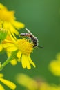 lasioglossum calceatum, a Palearctic species of sweat bee, pollinating Royalty Free Stock Photo