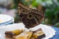 Lasiommata achine buttefly eating bananas Royalty Free Stock Photo