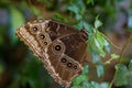 Lasiommata achine buttefly sitting on the leaf Royalty Free Stock Photo