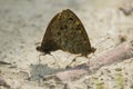 Lasiommata maera, The Wall Butterflies