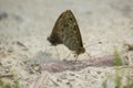 Lasiommata maera, The Wall Butterflies