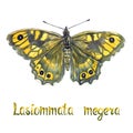 Lasiommata megera, hand painted watercolor illustration with handwritten inscription