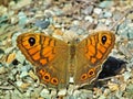 Lasiommata megera , the wall brown butterfly Royalty Free Stock Photo