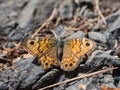 Lasiommata megera, or wall brown butterfly sitting on a ground Royalty Free Stock Photo